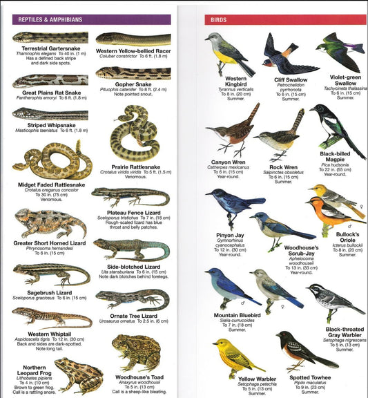 Book - Dinosaur National Monument: A Pocket Naturalist-D : POCKET