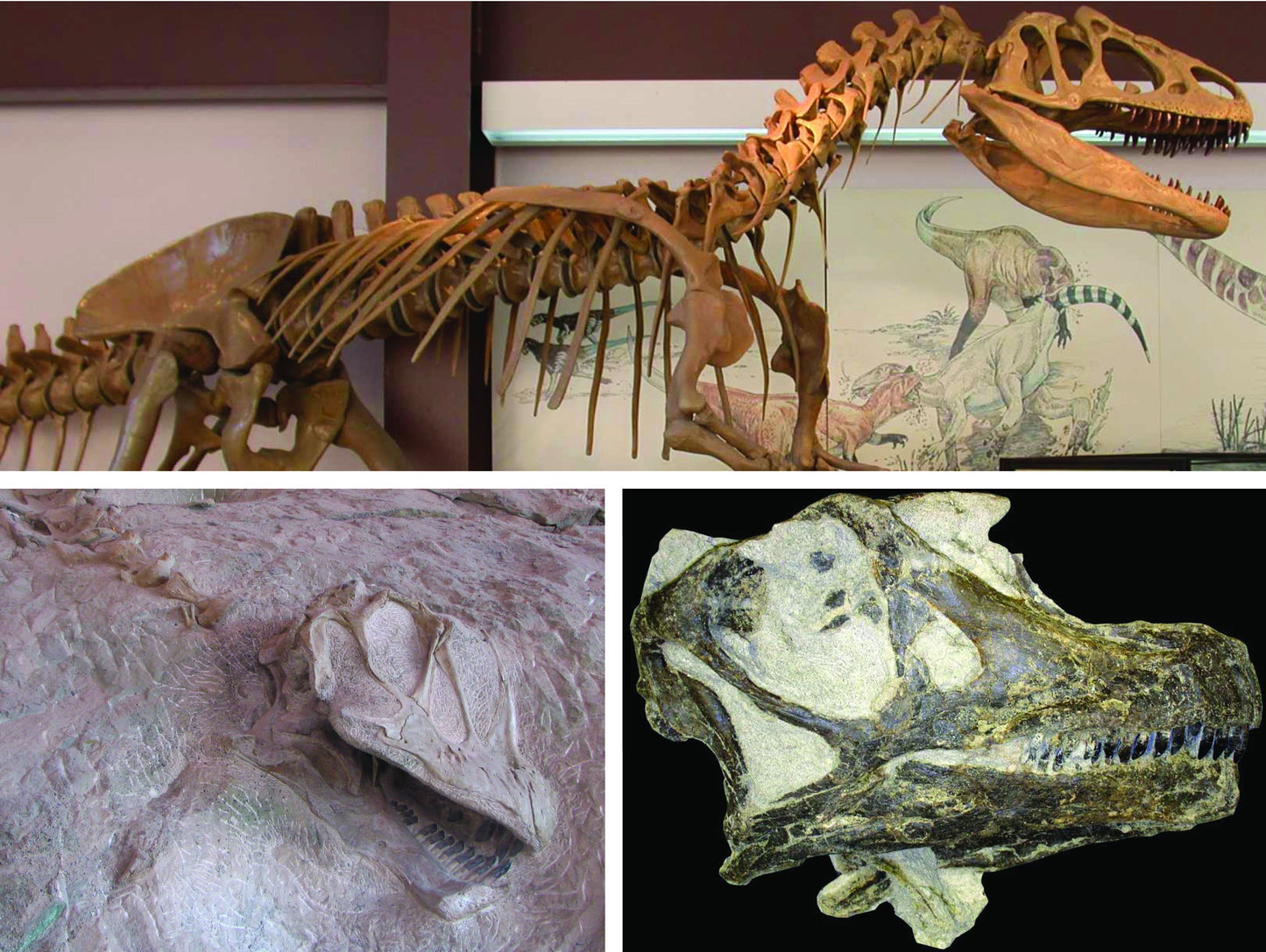 Book - Dinosaur National Monument – Impact - D